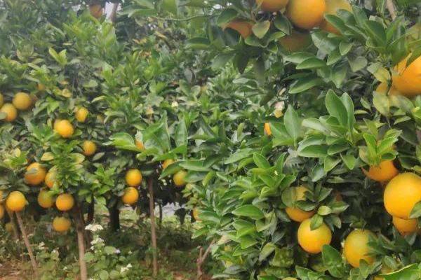 赣南脐橙四季如何管理,秋季保梢冬季保叶
