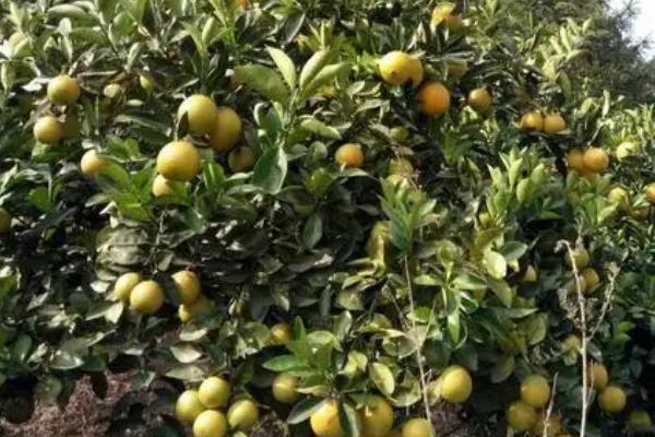 赣南脐橙四季如何管理,秋季保梢冬季保叶