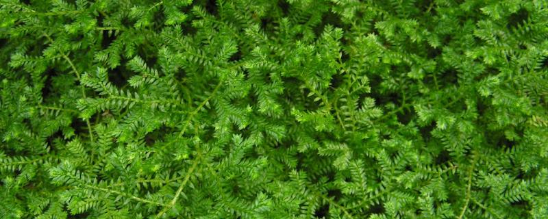 翠云草的特点