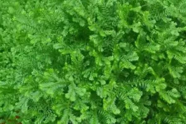 翠云草的特点,枝叶青翠如绿云
