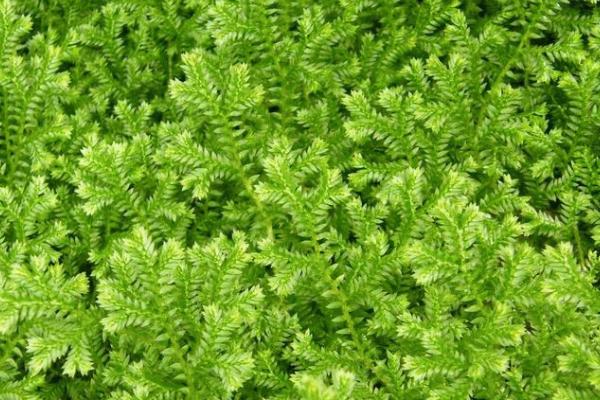 翠云草的特点,枝叶青翠如绿云