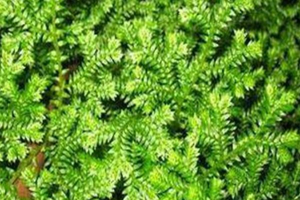 翠云草的特点,枝叶青翠如绿云