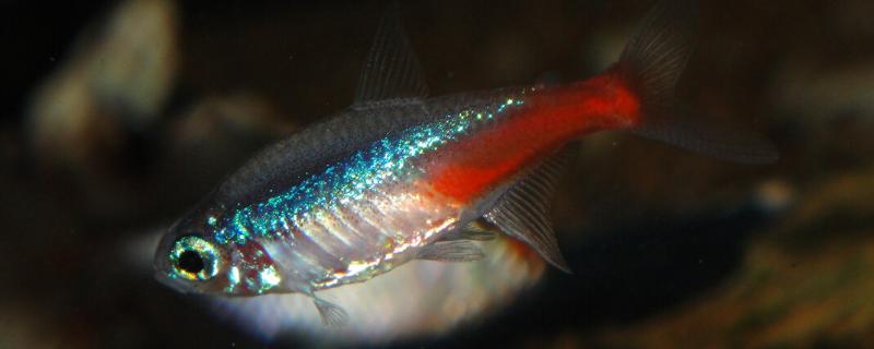 红绿灯鱼是热带鱼吗