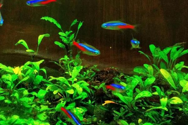 红绿灯鱼是热带鱼吗,属于热带鱼种