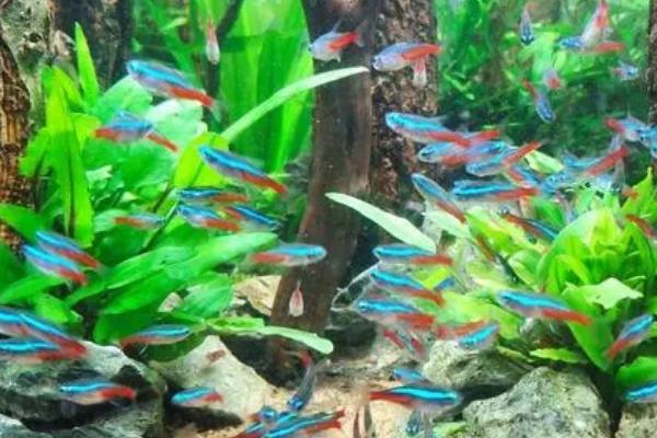 红绿灯鱼是热带鱼吗,属于热带鱼种