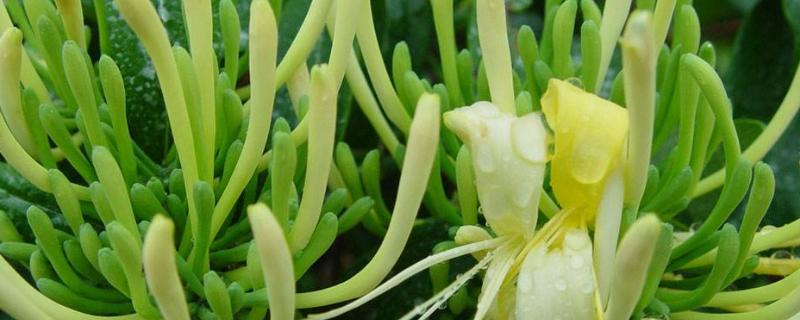 金银花的扦插方法