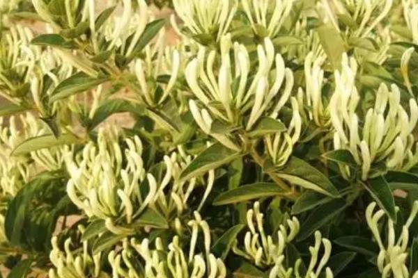 金银花的扦插方法,春秋时节最适宜扦插