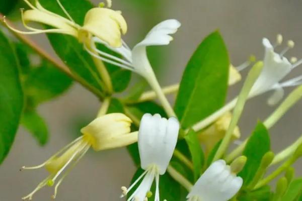 金银花的扦插方法,春秋时节最适宜扦插