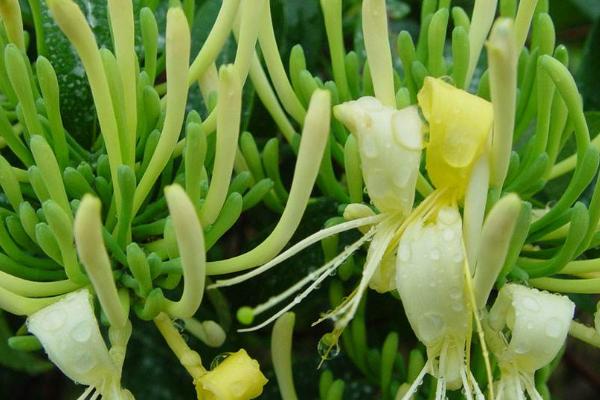 金银花的扦插方法,春秋时节最适宜扦插