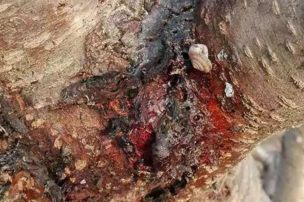 杏树流胶的原因,排水不良或修剪过重都会导致