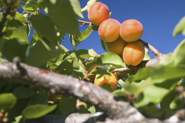 杏树流胶的原因,排水不良或修剪过重都会导致