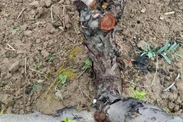 杏树流胶的原因,排水不良或修剪过重都会导致