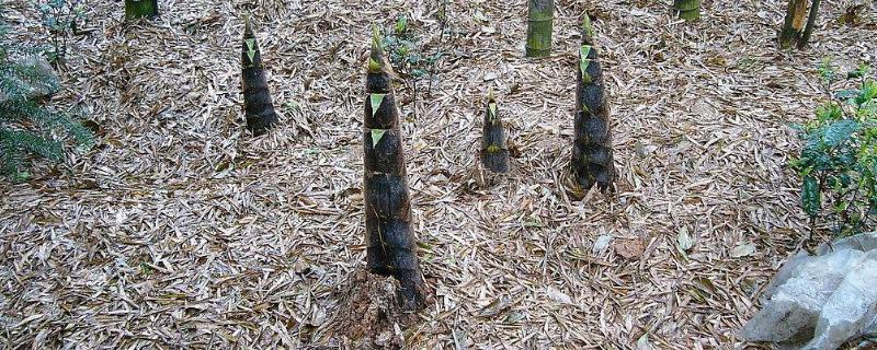 竹笋的种植时间