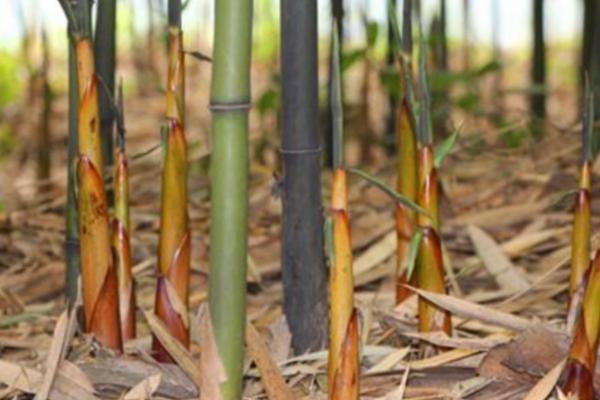 竹笋的种植时间,在冬季温暖地区以秋植较好