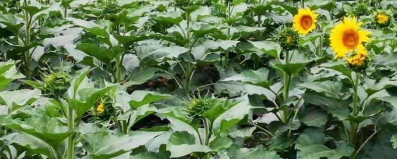 油葵高产栽培技术