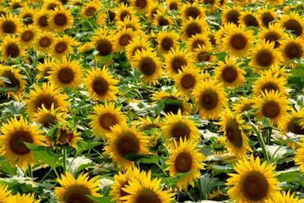 油葵高产栽培技术,播前还要做好晒种工作