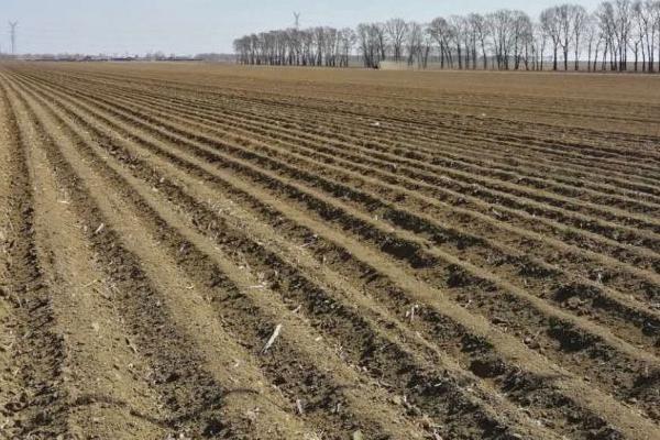 油葵高产栽培技术,播前还要做好晒种工作