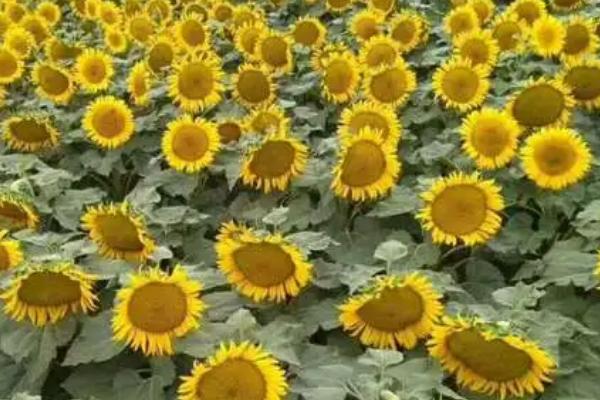 油葵高产栽培技术,播前还要做好晒种工作