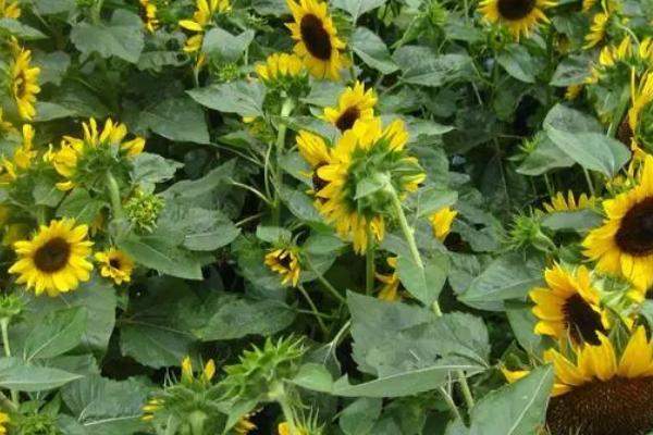 油葵高产栽培技术,播前还要做好晒种工作