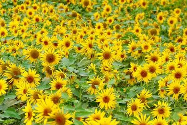 油葵高产栽培技术,播前还要做好晒种工作