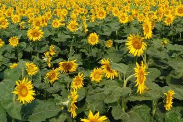 油葵高产栽培技术,播前还要做好晒种工作