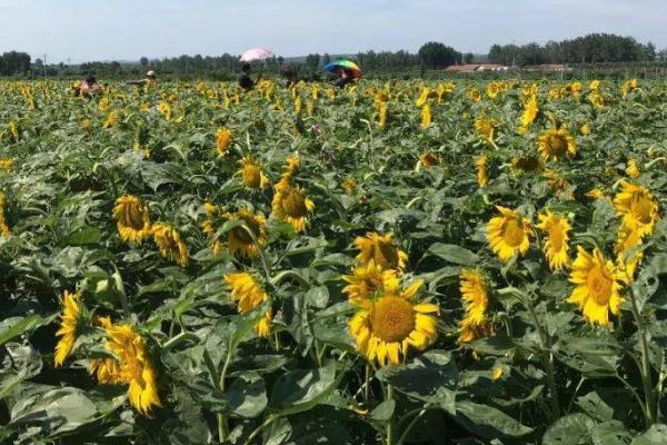 油葵高产栽培技术,播前还要做好晒种工作