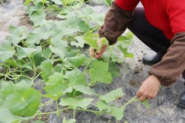 甜瓜嫁接方法,选用抗病性、抗寒性强的南瓜作砧木