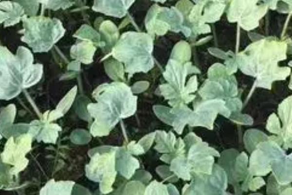 甜瓜嫁接方法,选用抗病性、抗寒性强的南瓜作砧木