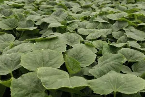 甜瓜嫁接方法,选用抗病性、抗寒性强的南瓜作砧木