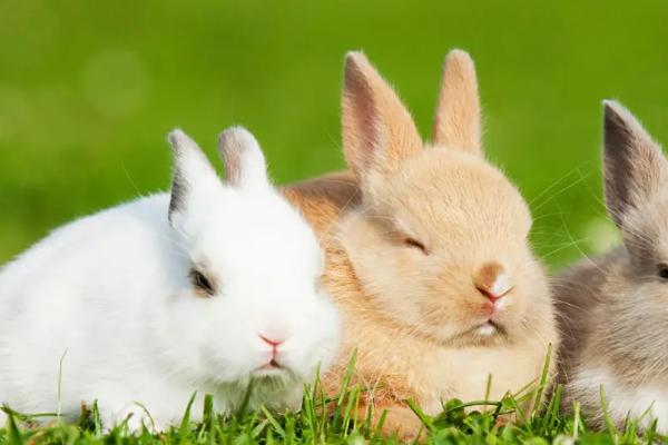 兔子是哺乳动物吗,属于哺乳动物