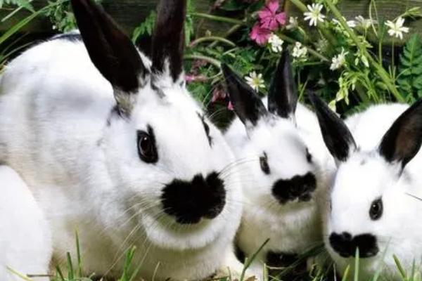 兔子是哺乳动物吗,属于哺乳动物