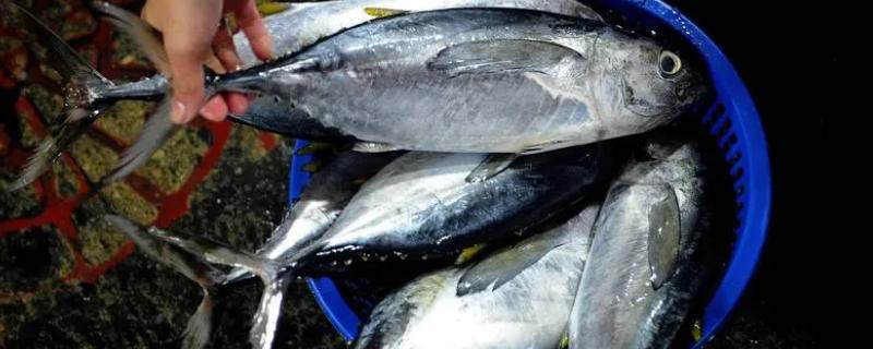 鲣鱼和金枪鱼的区别