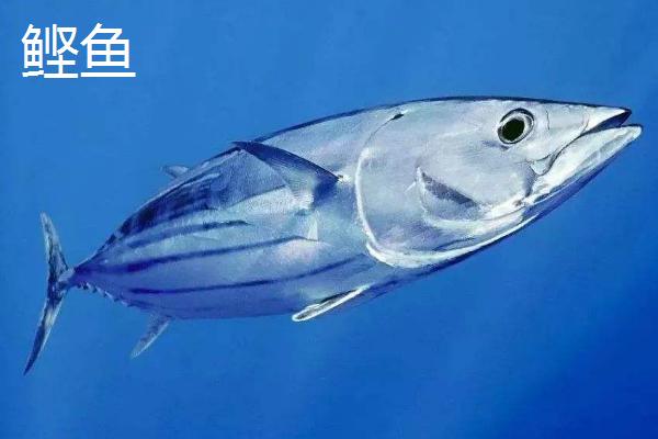 鲣鱼和金枪鱼的区别,口感和外观均不同