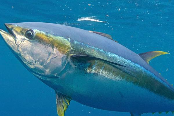 鲣鱼和金枪鱼的区别,口感和外观均不同