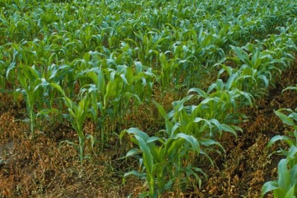 玉米配方施肥方法,可根据当前时期和亩产量决定施肥量