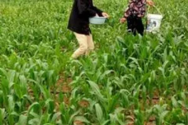 玉米配方施肥方法,可根据当前时期和亩产量决定施肥量