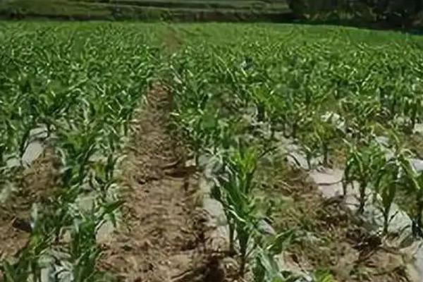 玉米配方施肥方法,可根据当前时期和亩产量决定施肥量