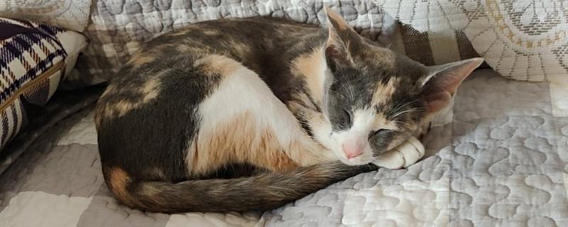 母猫多长时间可以自行退奶