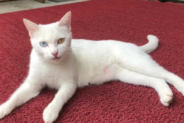 母猫多长时间可以自行退奶,一个半月时就开始退奶了