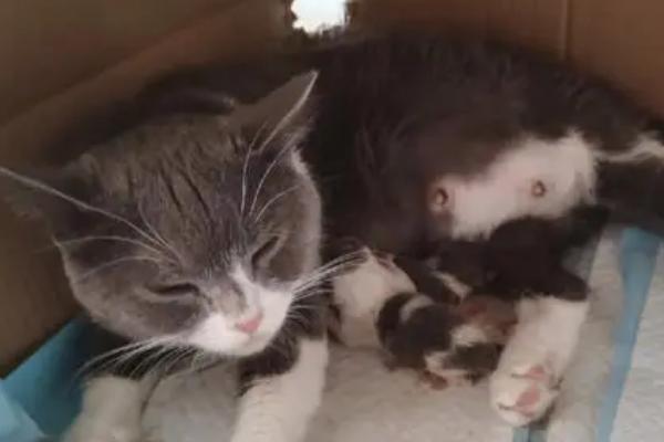 母猫多长时间可以自行退奶,一个半月时就开始退奶了