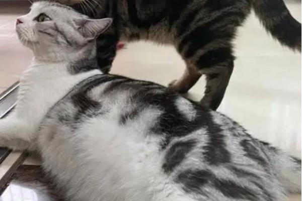 母猫多长时间可以自行退奶,一个半月时就开始退奶了