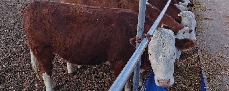 母牛打栏的表现