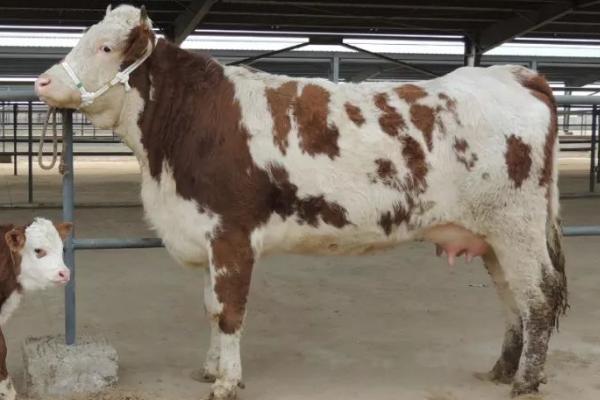 母牛打栏的表现,主要表现就是不喜欢吃食且有攻击性