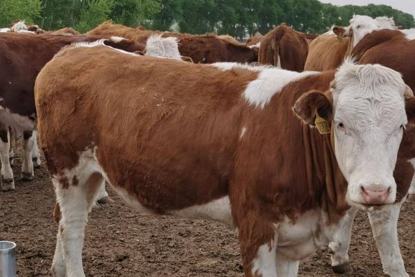 母牛打栏的表现,主要表现就是不喜欢吃食且有攻击性