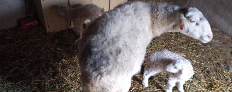 母羊产后多久驱虫