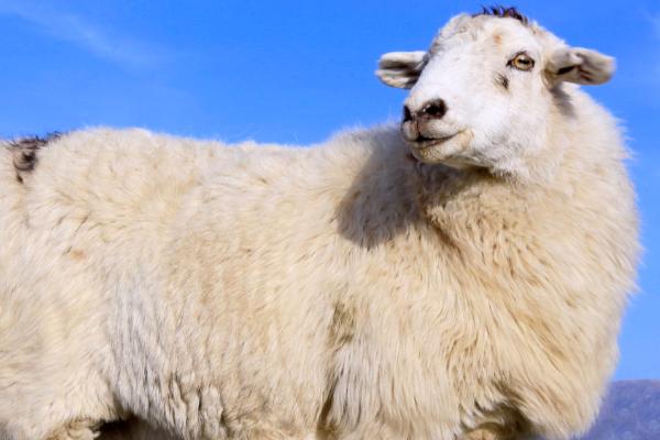 母羊产后多久驱虫,生产完后的一个月左右便可驱虫