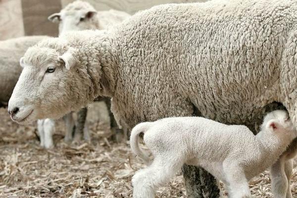 母羊产后多久驱虫,生产完后的一个月左右便可驱虫