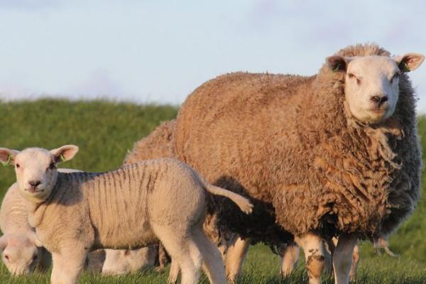 母羊产后多久驱虫,生产完后的一个月左右便可驱虫