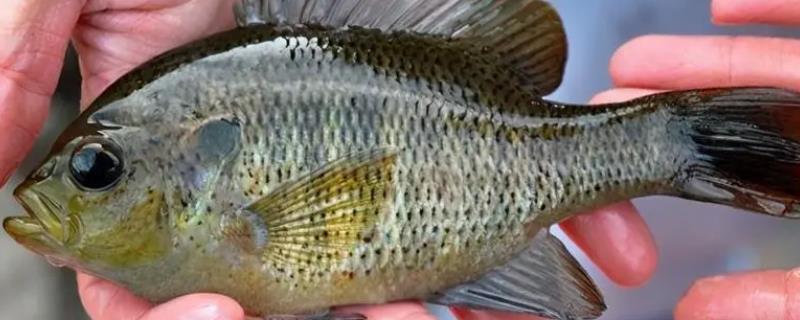 太阳鱼有小刺吗