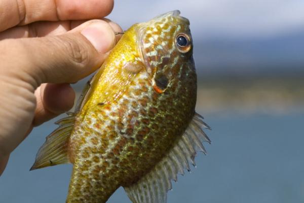 太阳鱼有小刺吗,只有主刺没有小刺